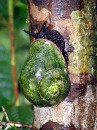 DSC_0202 Snail * 1536 x 2048 * (1.34MB)